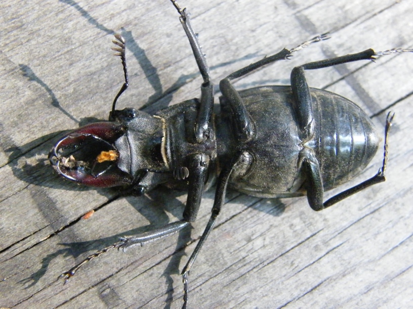 Lucanus cervus